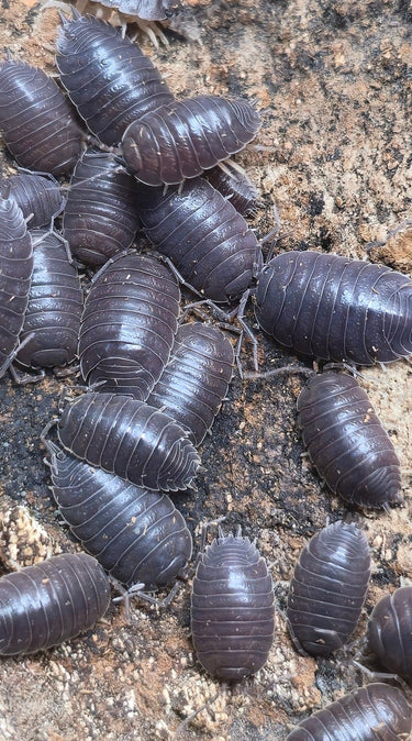 Porcellio Laevis Grey Isopods